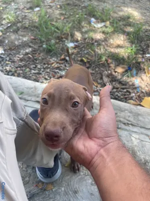 animales y mascotas - Pitbull Terrier  7