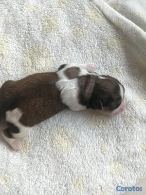 animales y mascotas - HERMOSO SHIPOO MACHO PARA APARTAR  2
