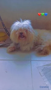 SHIPOO PARA MONTA