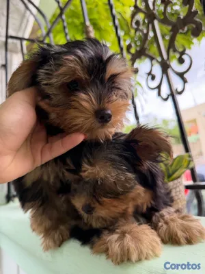 animales y mascotas - Perros Yorkshire  2