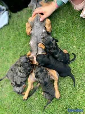 animales y mascotas - Hermosos Cachorritos de Salchichas merle exoticos 8