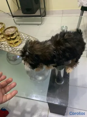 animales y mascotas - Hermosas Cachorras Shipoo, ( HEMBRAS ) madre Shitzoo Padre Shipoo DISPONIBLES, 11