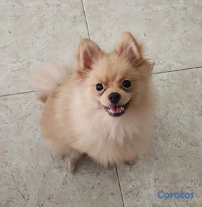 POMERANIA MACHO