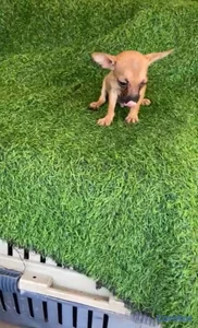 OFERTA CACHORRO CHIHUAHUA AMBOS SEXO UBICADO EN SA