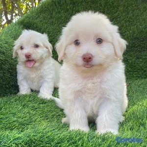MALTIPOO 
HEMBRA Y MACHO