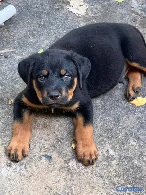 animales y mascotas - Cachorros Rottwailer Machos 2