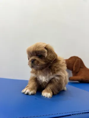 animales y mascotas - OFERTA CACHORRO PEKINES MACHO UBICADO EN SANTO DOMINGO Y TIENE SU VACUNAS  2