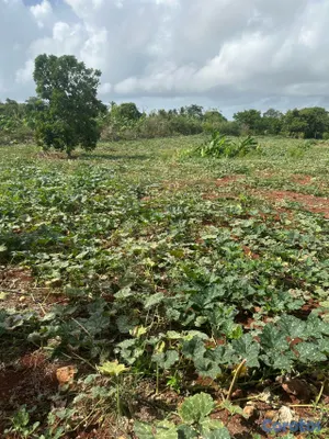 solares y terrenos - se vende en samana carretera playa ricon 3