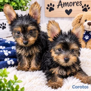 Yorkies (Yorkshire Terrier)