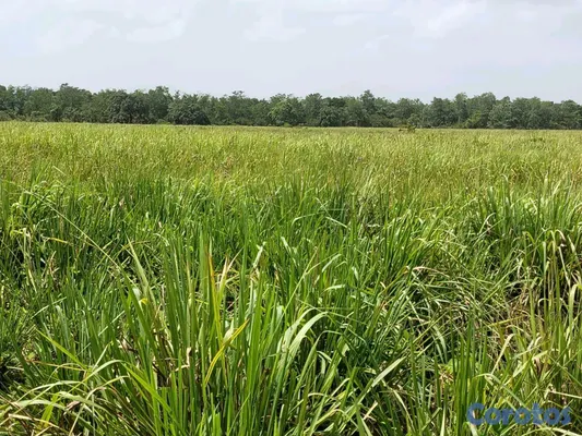 solares y terrenos - finca de 3000 tareas con vocación agrícola en Monte Plata  15