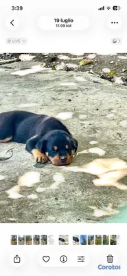 animales y mascotas - Cachorros Rottwailer Ambos sexo 2