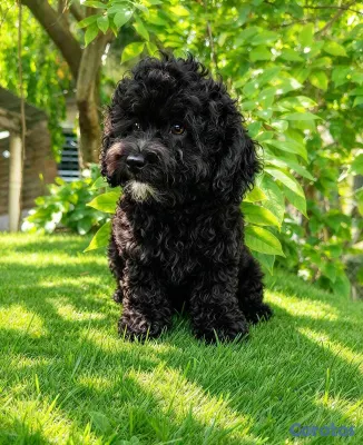 animales y mascotas - OFERTA CACHORRO POODLE TOY AMBO SEXO UBICADA EN SA 5
