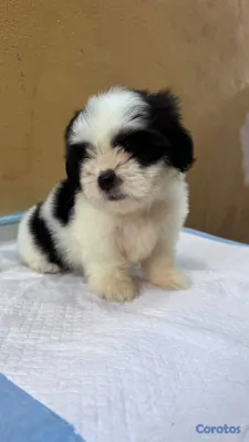 animales y mascotas - Especial de cachorro shipoo ambos sexo en santo do 5