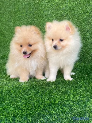 animales y mascotas - hermosos cachorritos pomerania mini  7