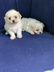 hermosos cachorritos de mañtes toy 