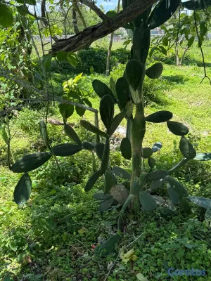 solares y terrenos - TERRENO EN VENTA EN LA MALENA, LOS BANCOS, REPUBLI 4