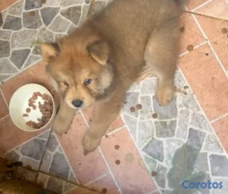 animales y mascotas - Especial de cachorro chow chow macho en santo domi 3