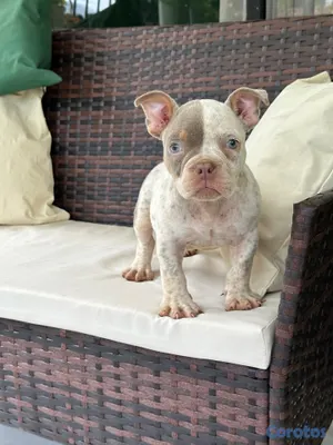 animales y mascotas - American Bully pocket exotica hembra 2