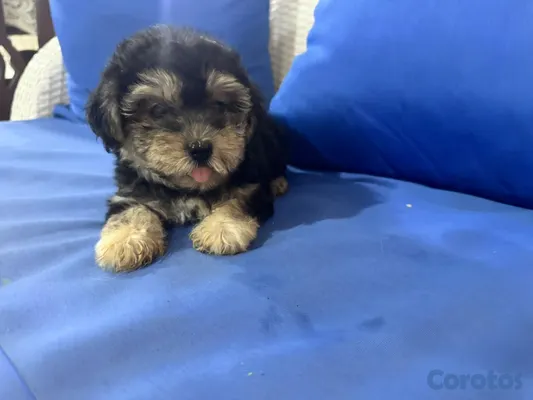 animales y mascotas - shihpoo chipoo, poodle, pudel 2