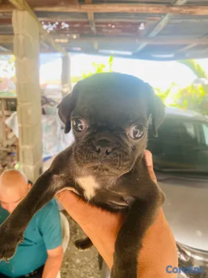 animales y mascotas - pug macho 3