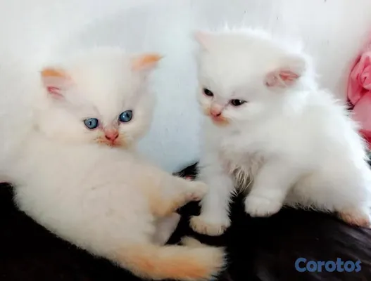 animales y mascotas - 🤍 Persitas doll face ojos azules 💙 2