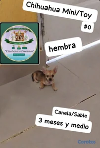 Chihuahua Mini/Toy/Micro #0