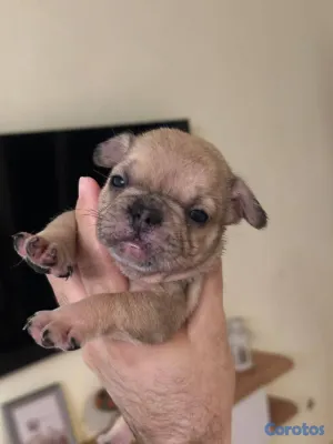 animales y mascotas - OFERTA CACHORRO BULLDOG FRANCES MACHO UBICADO EN S 2