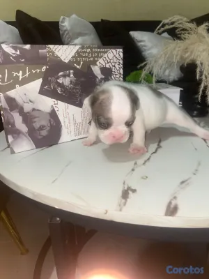 animales y mascotas - OFERTA CACHORRO BULLDOG FRANCES MACHO EN UBICADO E 3