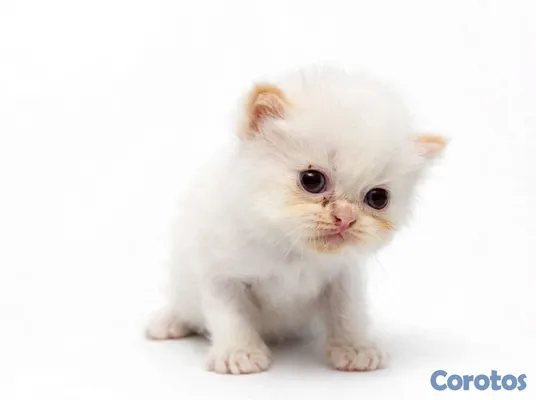 animales y mascotas - GATITOS PERSAS 100%.  5