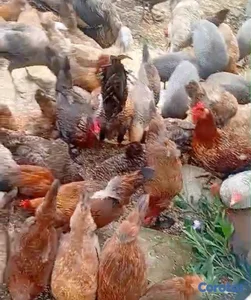 Vendo gallina criolla