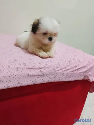 animales y mascotas - OFERTA CACHORRO SHIH TZU HEMBRA UBICADO EN SANTO D 4