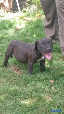 animales y mascotas - Pitbull 2