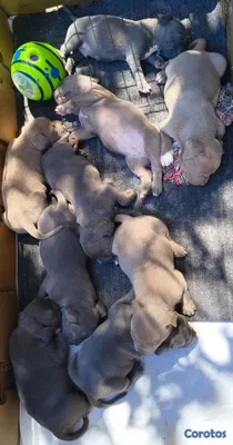 animales y mascotas - Cachorros American Bully Blue y Lilac 5