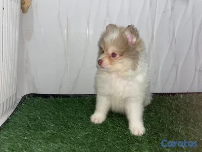 OFERTA CACHORRO POMERANIA AMBOS SEXO UBICADO EN SANTO