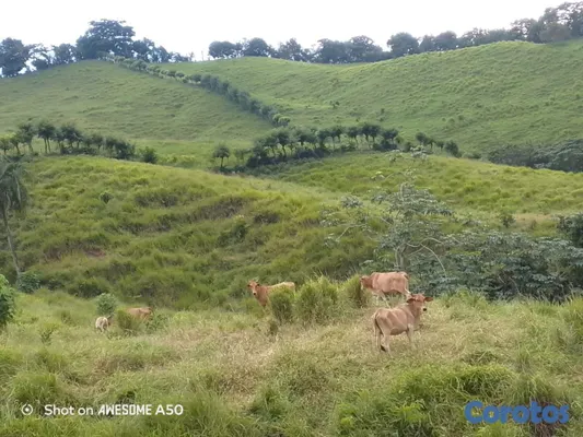 solares y terrenos - finca de 450 tareas con vocación ganadera en yamasa  12