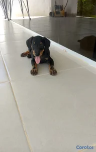 OFERTA CACHORRO DOBERMAN AMBOS SEXO UBICADO EN SAN