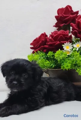 animales y mascotas - shihpoo en venta  3