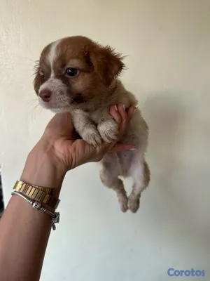 animales y mascotas - CHIHUAHUA MARIPOSA  6