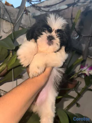animales y mascotas - Especial de cachorro shih tzu hembra en santo domi 2