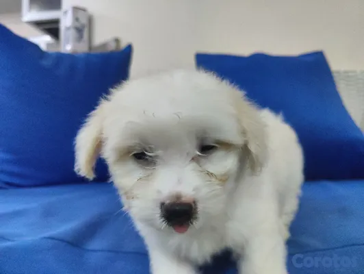 animales y mascotas - hermosos cachorros shihppo shipo chipo poodle puder 8