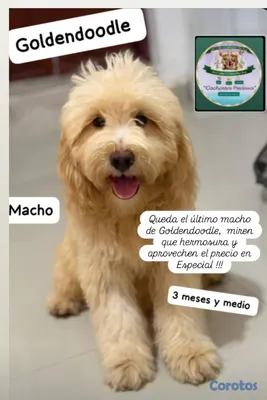 animales y mascotas - Goldendoodle Miniatura  6