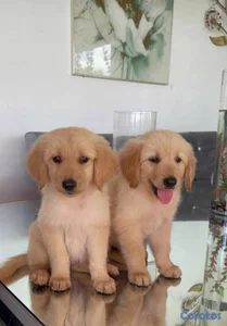 ESPECIAL CACHORRO GOLDEN RETRIEVER HEMBRA EN UBICA