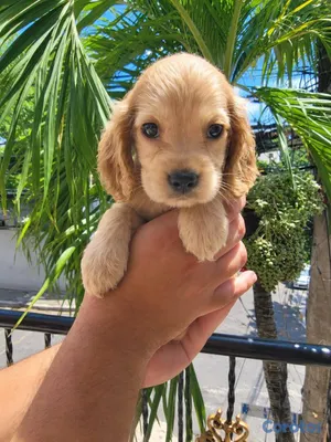 animales y mascotas - OFERTA CACHORRO COCKER SPANIEL AMBOS SEXO UBICADO  4