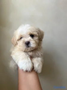 maltipoo macho