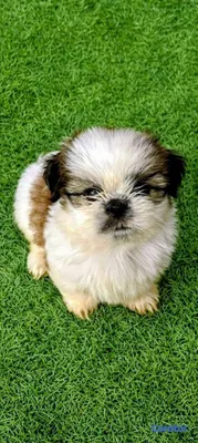 animales y mascotas - hermosos cachorritos de shipoo toy 2