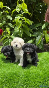 Maltipoo