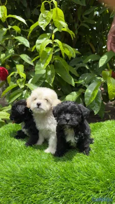 animales y mascotas - Maltipoo 2