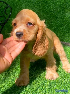 animales y mascotas - hermosos cachorritos cocker spaniel  4