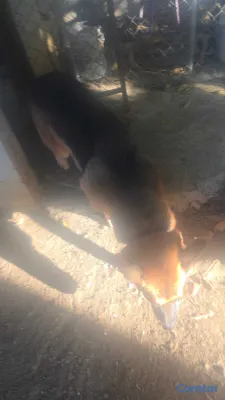 animales y mascotas - pastor alemán  2