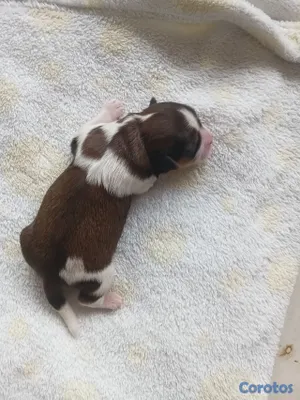 animales y mascotas - SHIPOO MACHO PARA APARTAR 3